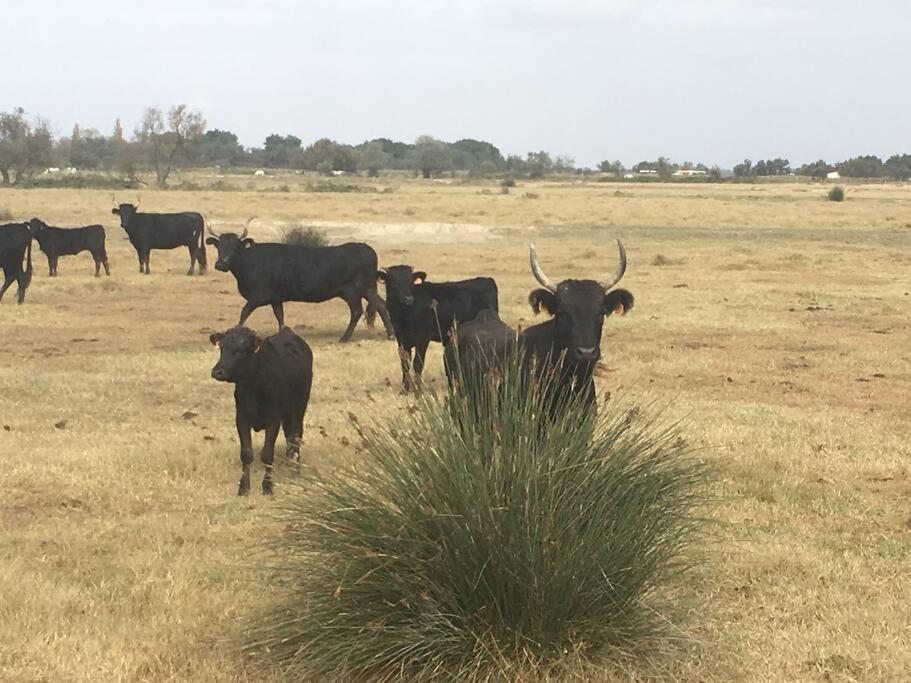 "Le Nature" Camargue Jardin Арль Екстер'єр фото