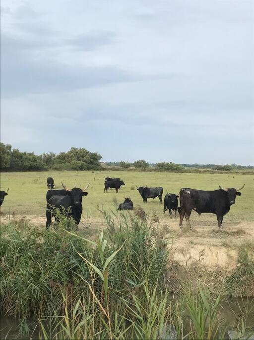 "Le Nature" Camargue Jardin Арль Екстер'єр фото